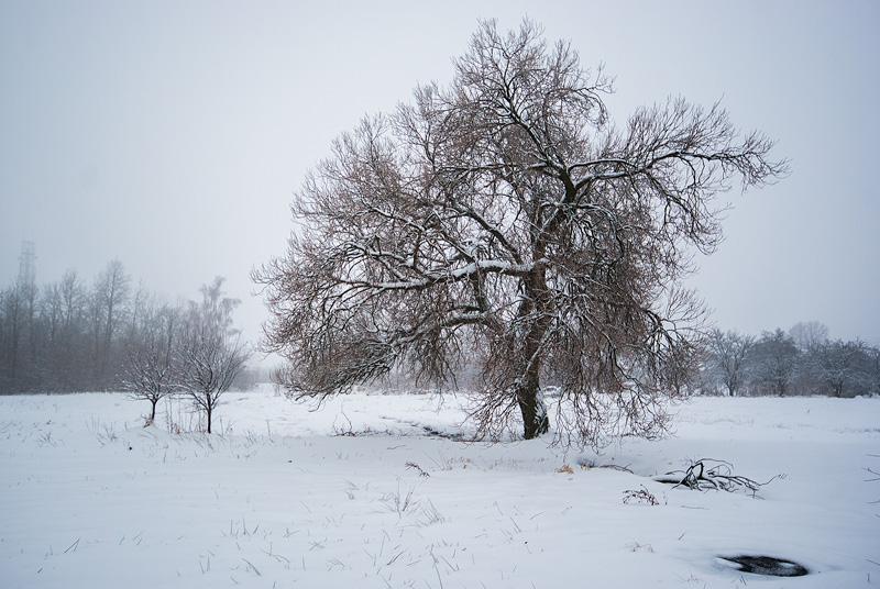 Drzewo na łące zimową porą.