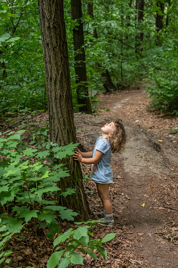 Mała dziewczynka spoglądająca na górę drzewa w lesie.