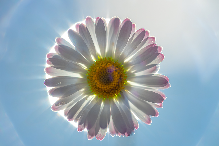 Kwiat stokrotki pospolitej (Bellis perennis) na tle rozświetlającego ją słońca.